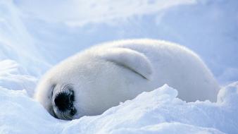 Snow seals fluffy sleeping furry baby animals wallpaper