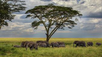 Trees elephants herds