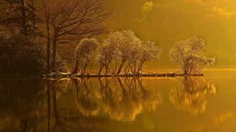 Water landscapes nature trees yellow young ripples