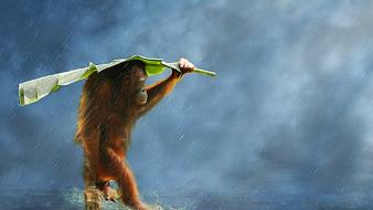 Water rain wind orangutans wallpaper