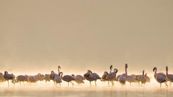 Animals flamingos wallpaper