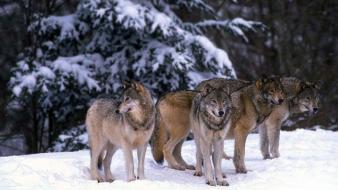 Animals wolves wallpaper