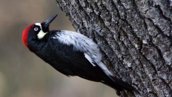 Birds bark woodpecker wallpaper