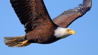 Flying birds eagles bird of prey wallpaper