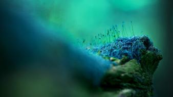 Green blue moss macro wallpaper