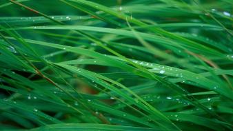 Green grass water drops blades wallpaper