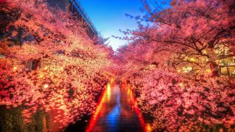 Japan cherry blossoms tokyo wallpaper