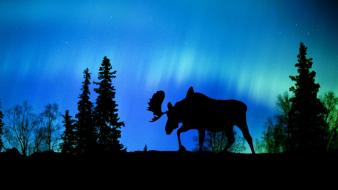 Landscapes nature aurora borealis canada moose wallpaper