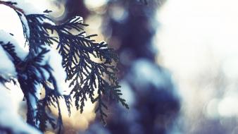 Light close-up nature winter snow bokeh spruce fir-tree wallpaper