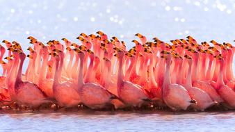 Nature flock flamingos birds wallpaper