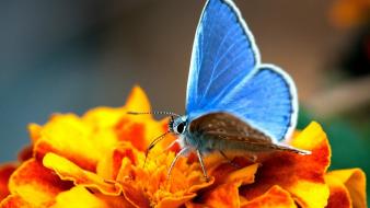Nature macro butterflies wallpaper