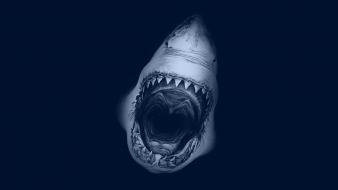 Ocean white predator scary sharks teeth great sea wallpaper