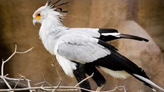 Secretary bird birds