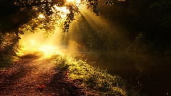 Sun forest path golden morning creek wallpaper