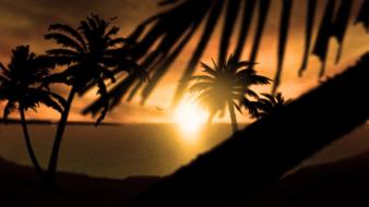 Sunset nature silhouette palm trees wallpaper