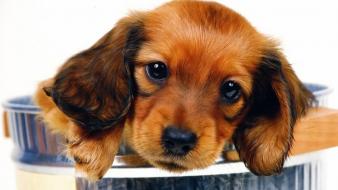 Animals dogs puppies daschund faces wallpaper