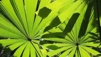 Beach australia palm leaves