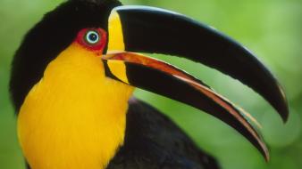 Birds argentina brazil national park toucans wallpaper