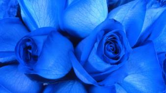 Flowers roses blue rose wallpaper