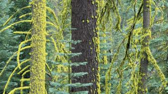 Landscapes forest california yosemite douglas fir national park wallpaper