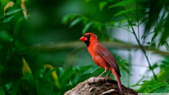 Nature birds leaves cardinal red bird wallpaper