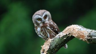 Nature birds owls branches wallpaper