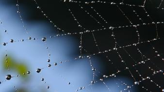 Nature morning dew spider webs wallpaper