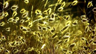 Nature plants sunlight wallpaper