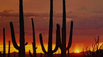 Sunset desert arizona cactus wallpaper
