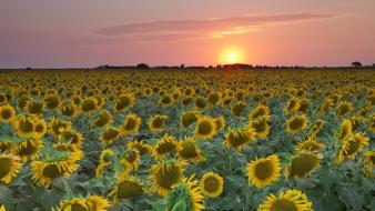 Sunset texas sunflowers wallpaper