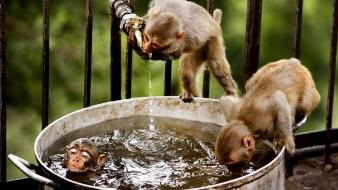 Water animals bathing cage monkeys wallpaper