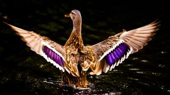 Water birds ducks ripples landing wallpaper