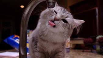 Water cats animals drops wallpaper
