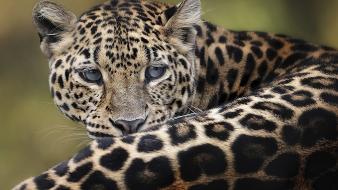 Animals amur leopard wallpaper
