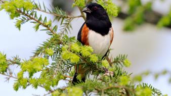 Animals leaves towhee birds wallpaper