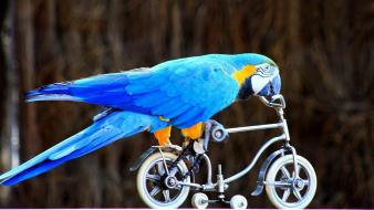 Bicycles parrots wallpaper