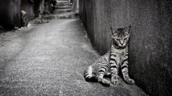 Cats animals grayscale wallpaper