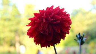 Close-up nature flowers