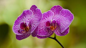 Flowers orchids blurred background wallpaper