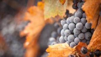 Grapes autumn wallpaper