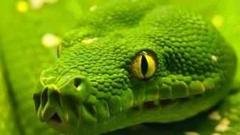 Green animals snakes anaconda reptiles wallpaper