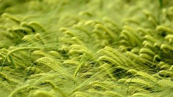 Green nature grass fields wallpaper