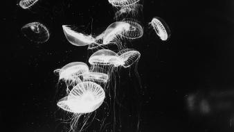 Jellyfish monochrome wallpaper