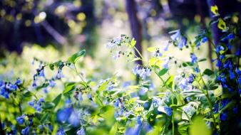 Nature flowers leaves bokeh blue