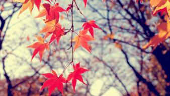 Nature trees autumn (season) leaves red leaf wallpaper