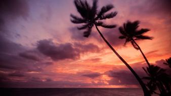Silhouette palm trees hdr photography skies sea wallpaper