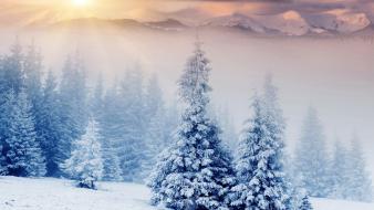 Snow trees wallpaper