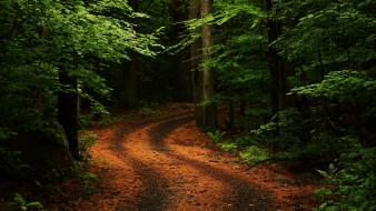 Trees forest path roads wallpaper