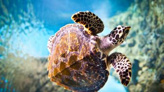 Turtles underwater wallpaper