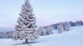 Winter snow trees forest wallpaper